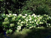 k-Bad Muskau 20180729 113517 (26)